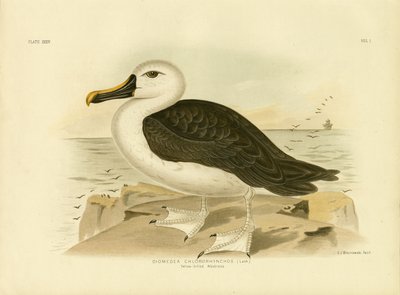 Albatros dal Naso Giallo, 1891 da Gracius Broinowski